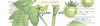 Tuscan Vine Holiday Candle